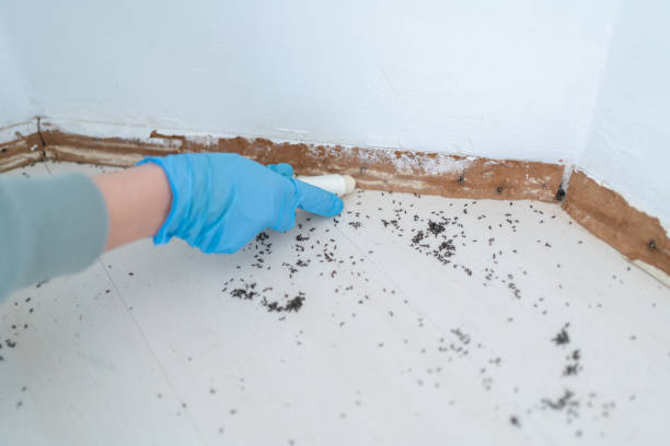Best Affordable Pest Control Services  in Frent Hills, MO